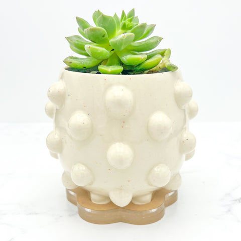 Rainbow Speckled Planter w/ Plant