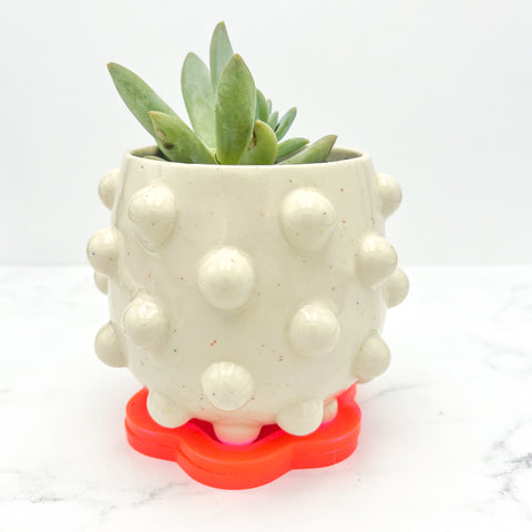 Rainbow Speckled Planter w/ Plant