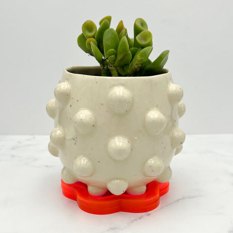 Rainbow Speckled Planter w/ Plant